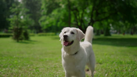 happy labrador standing on green grass. joyful dog wag tail on summer nature.