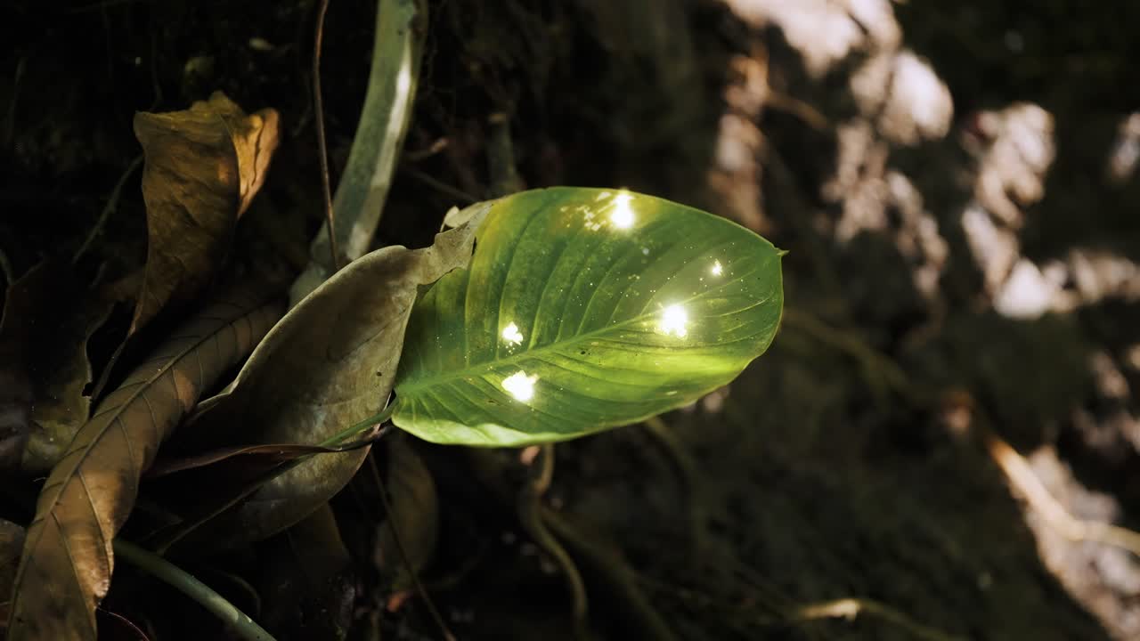Fairies Dancing on a Magic Leaf