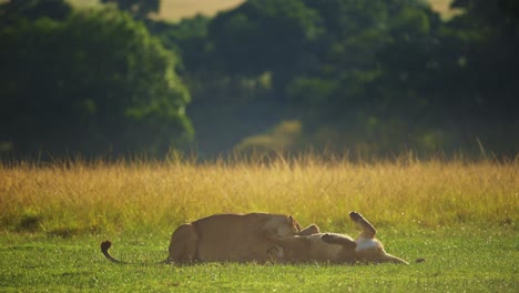 Slow-Motion-Shot-of-Young-lions-playing-in-the-evening,-fighting,-joyful-and-happy-African-Wildlife-in-Maasai-Mara-National-Reserve,-Kenya,-Africa-Safari-Animals-in-Masai-Mara-North-Conservancy