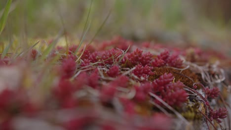 Mature-Mossy-Stonecrop-Plant