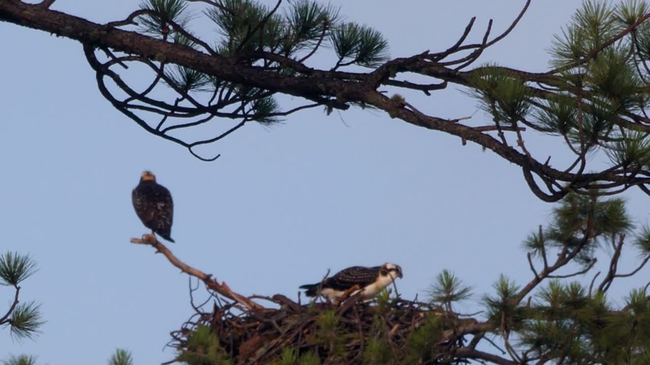 águila pescadora comiendo en su nido después de una caza exitosa