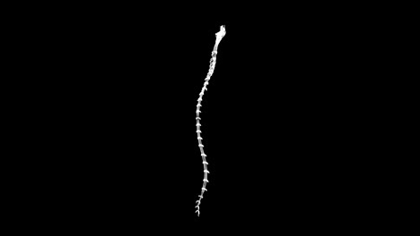 pantalla de representación holográfica 3d de la médula espinal en el cuerpo humano - bucle