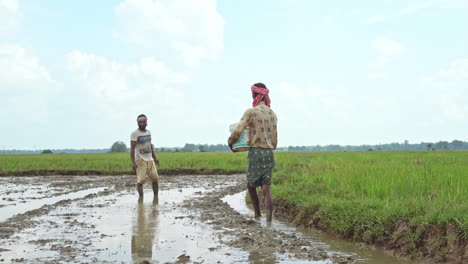 indian male farmers spreading paddy grains in the agricultural field