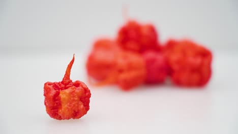 smallis carolina reaper red chili in close-up on white background