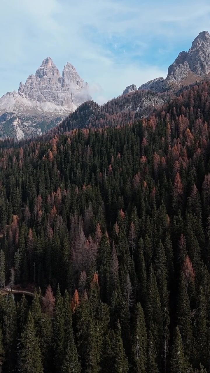 Et vertikalt skud, der viser Trentinos frodige skove i Italien med graduerede toner. Ideel til brug i naturdokumentarer eller rejseindslag.