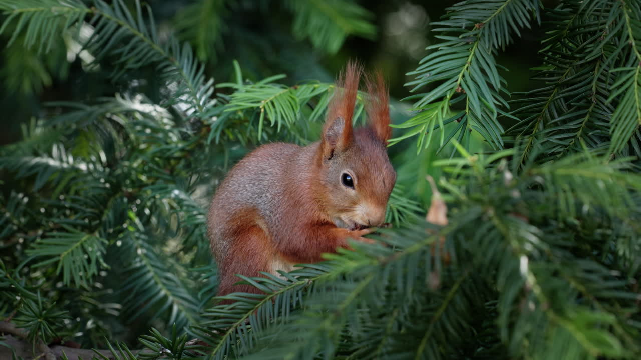Squirrel sits comfortably in a fir tree and eats a collected nut with relish. The squirrel looks back and forth.
