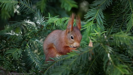 squirrel sits comfortably in a fir tree and eats a collected nut with relish. the squirrel looks back and forth.