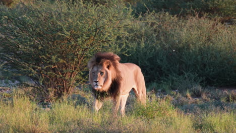 León-Macho-Caminando-En-La-Hierba-En-La-Sabana-Africana---Tiro-De-Seguimiento