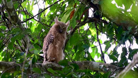 Die-Buffy-Fish-Owl-Ist-Eine-Große-Eule-Und-Doch-Die-Kleinste-Unter-Den-Vier-Fischeulen