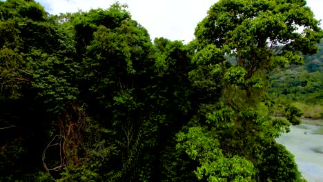 ascending shot over the top of the dense jungle in the penang national park