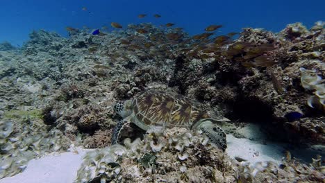 Erstaunliche-Schildkröte,-Die-Am-Vulkanriff-Nahrung-Findet-Und-Frisst