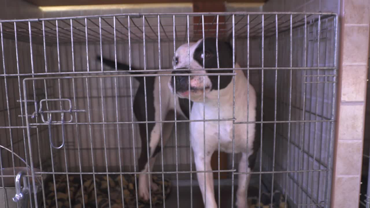 우리 안에서 꼬리를 흔드는 순종 지팡이 코르소 개