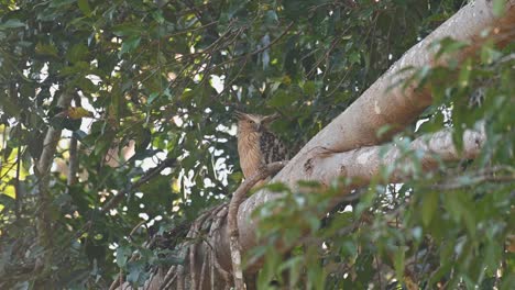 looking over its shoulder then suddenly looks towards the camera during a windy day, buffy fish owl, ketupa ketupu, khao yai national park, thailand