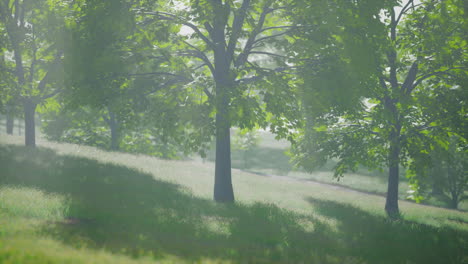 green park in city at sunset