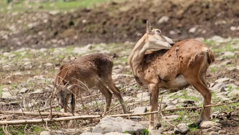 the reindeer rehabilitation farm is one of the largest species of deer the reindeer rehabilitation farm is one of the largest species of deer forest animals of eurasia