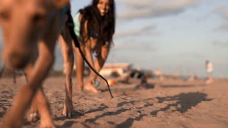 letting go of a hound puppy for a leash free walk