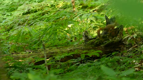 red squirrel running across a fallen tree surrounded by green foliage