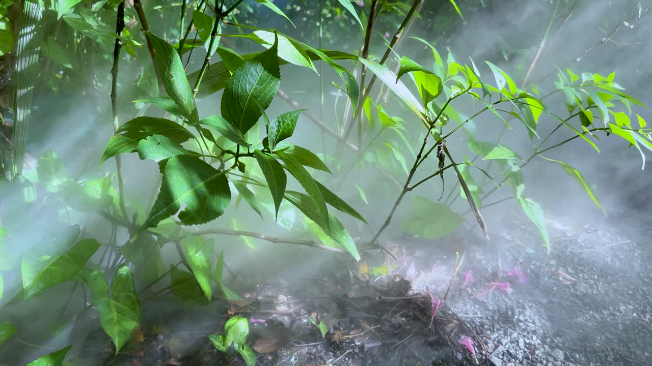 Dense fog drifts over vibrant plants in natural daylight, creating a mystical, tranquil atmosphere