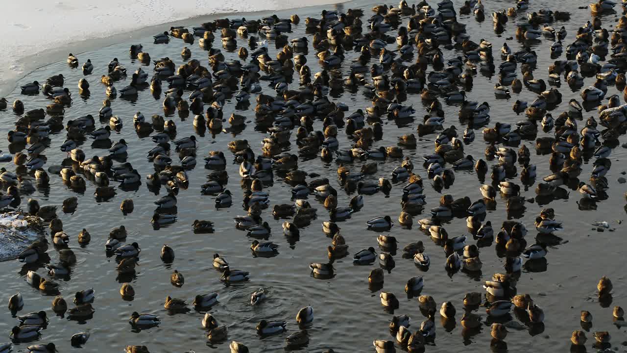 vista aérea de drones de patos. temporada de invierno