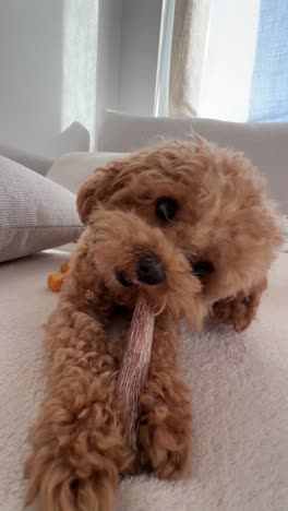 poodle puppy playing with a chewing toy