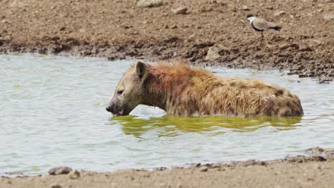 Toma-En-Cámara-Lenta-De-Hiena-Bañándose-En-Un-Pequeño-Estanque,-Revolcándose-Y-Limpiando-Después-De-Cazar,-Vida-Silvestre-Africana-En-La-Reserva-Nacional-Masai-Mara,-Kenia,-Animales-De-Safari-Africanos-En-La-Conservación-Del-Norte-De-Masai-Mara