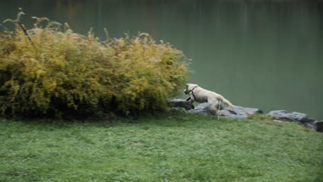 Two-young-Golden-Retriever-dogs-playing-together,-a-light-yellow-pup-chases-after-the-golden-one-into-a-bush,-in-the-French-Alps,-Lac-de-Montriond,-Morzine