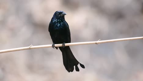 Der-Haarhauben-Drongo-Oder-Ist-In-Asien-Ein-Vogel-Aus-Der-Familie-Der-Dicruridae,-Der-Mit-Dicrurus-Bracteatus-Oder-Spangled-Drongo-Konspezifisch-War,-Bei-Dem-Es-Schwierig-Sein-Kann,-Ihn-Voneinander-Zu-Unterscheiden