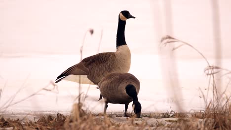 a couple of canada geese eat fresh grass