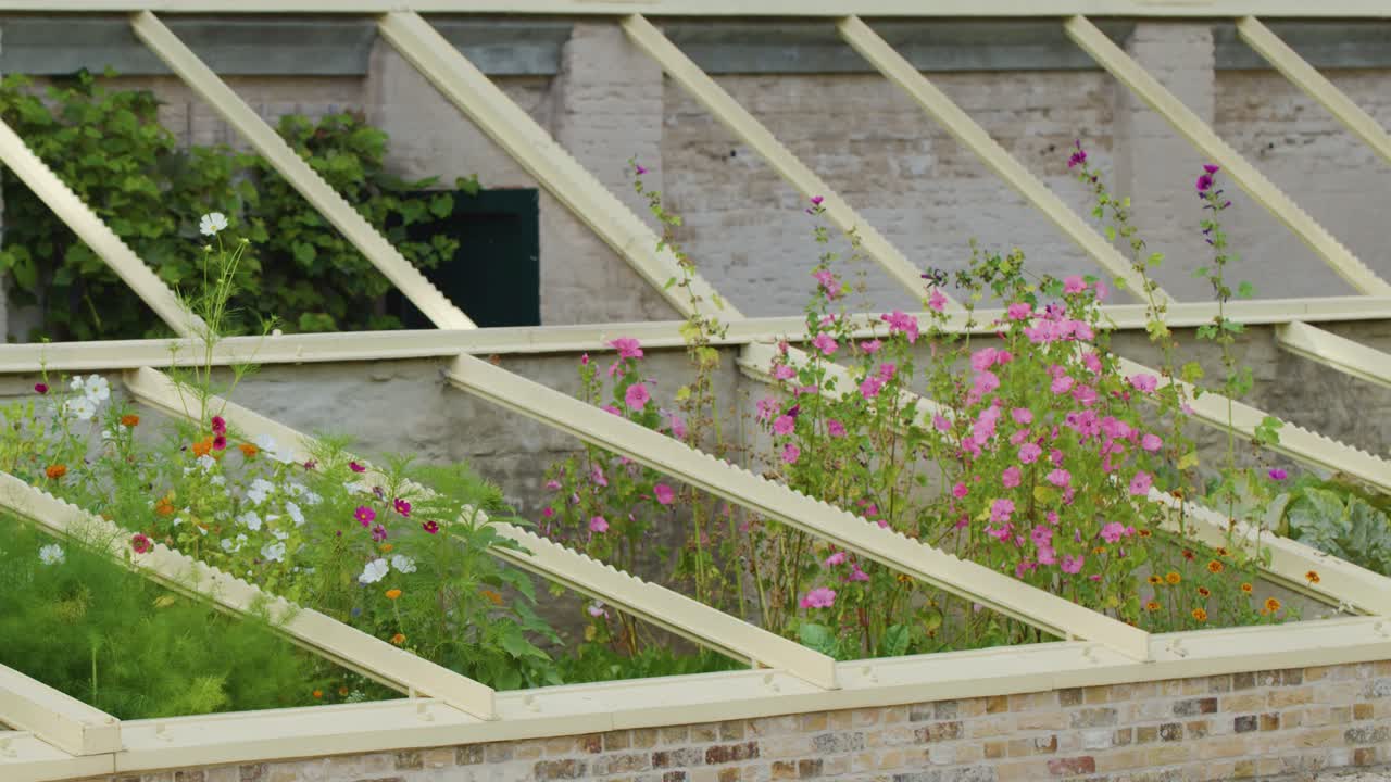 Camera slowly pans over blooming pink and purple flowers in structured outdoor garden beds