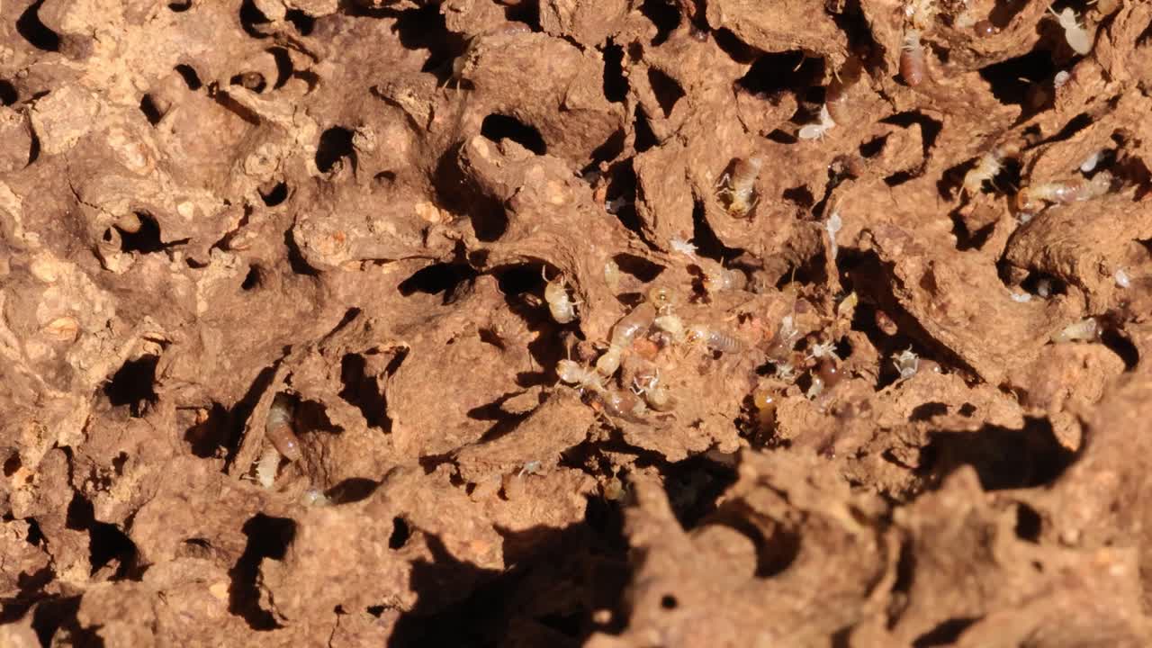 Close-up of termites and ants interacting within a complex nest structure in natural lighting