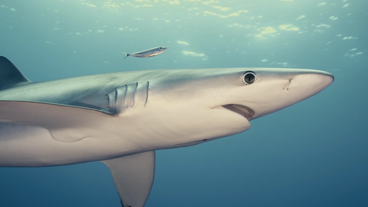 Large Blue Shark swimming close to the underwater camera and turning with light rays and reflections