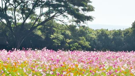 vibrant cosmos flowers under lush green trees