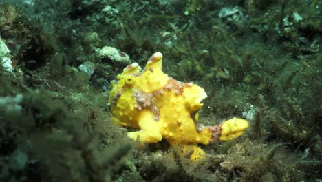 Gelber-Anglerfisch,-Der-Auf-Dem-Meeresboden-Ruht