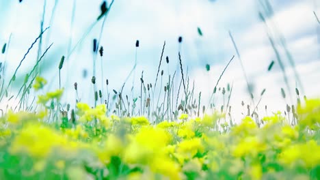 nature flowers with white, green, yellow blowing in a bright day