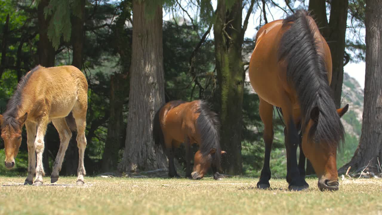 Rare footage of a group of wild horses