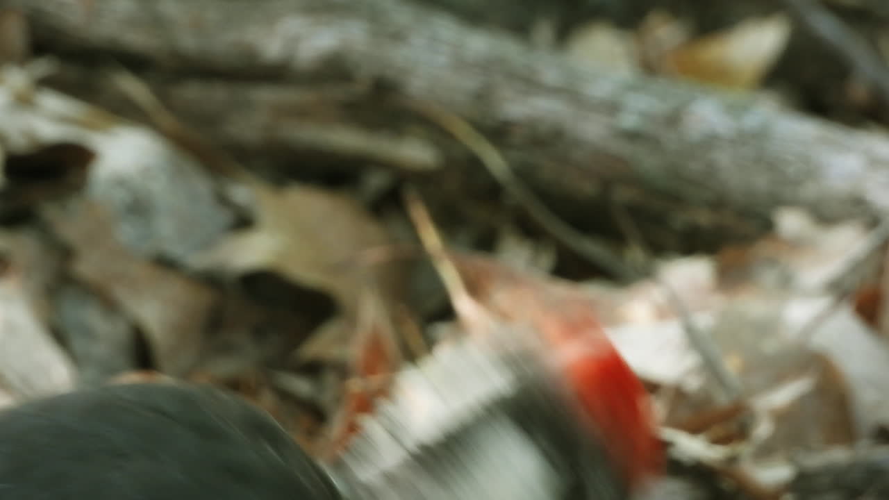 삶의 움직임에 총을 맞고, 잎사귀에 새가 머리를 흔들고 배경에 나뭇가지와 나무 줄기로 사냥한다