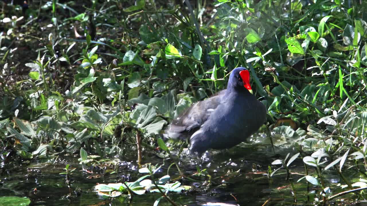 polla de agua salvaje pájaro primer plano bañándose en un estanque con nenúfares salpicando agua
