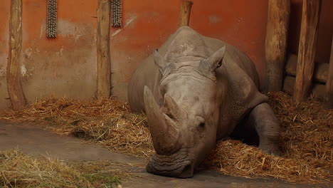 Schläfriges-Nashorn,-Das-Ein-Nickerchen-Macht-Und-Sich-Hinlegt