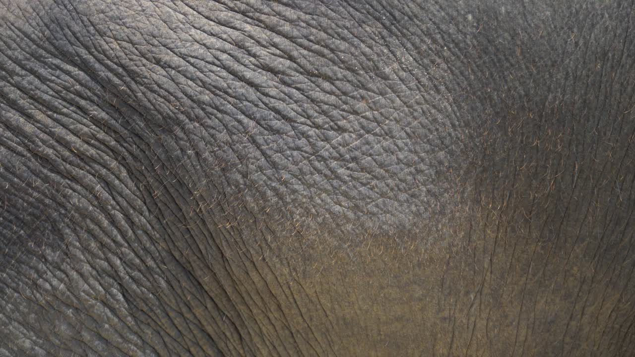 Close-up of the elephant's textured belly skin, showcasing fine wrinkles and details in Phuket, Thailand