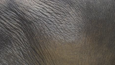 close-up of the elephant's textured belly skin, showcasing fine wrinkles and details in phuket, thailand