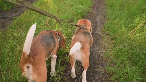 back view of two dogs on leash being held by someone in background walking along dirt path in grassy farmland, dogs are wagging their tails while exploring green surroundings