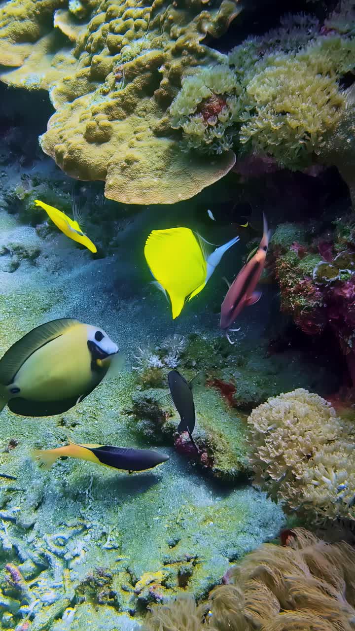 Colorful exotic fish species gathering together under the coral reef