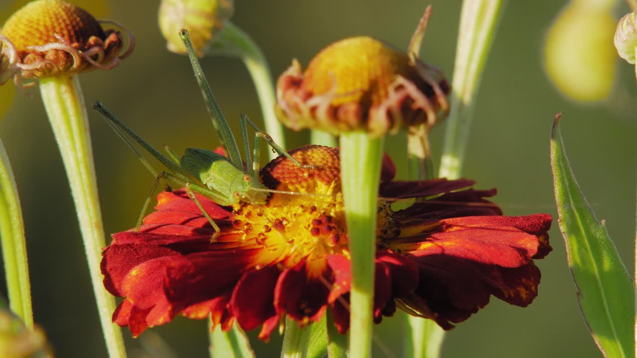 En vårtbitare på en blommande röd blomma med knoppar i trädgården - närbild