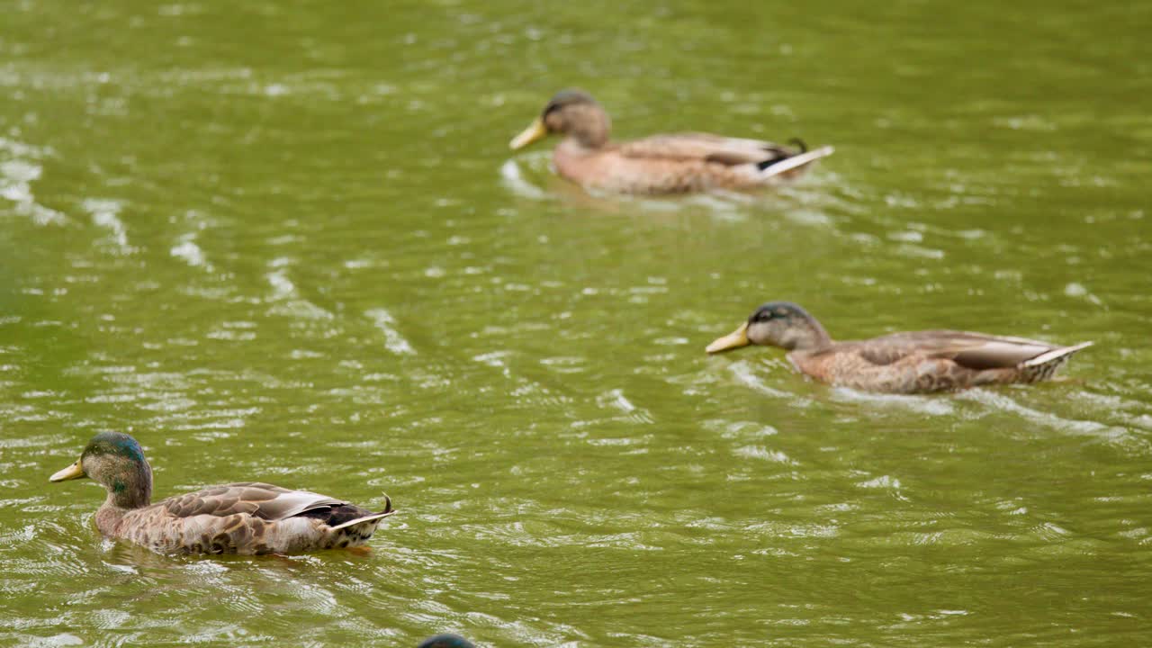 Mallard ducks swim across a green lake, partially obscured by foliage, under natural daylight
