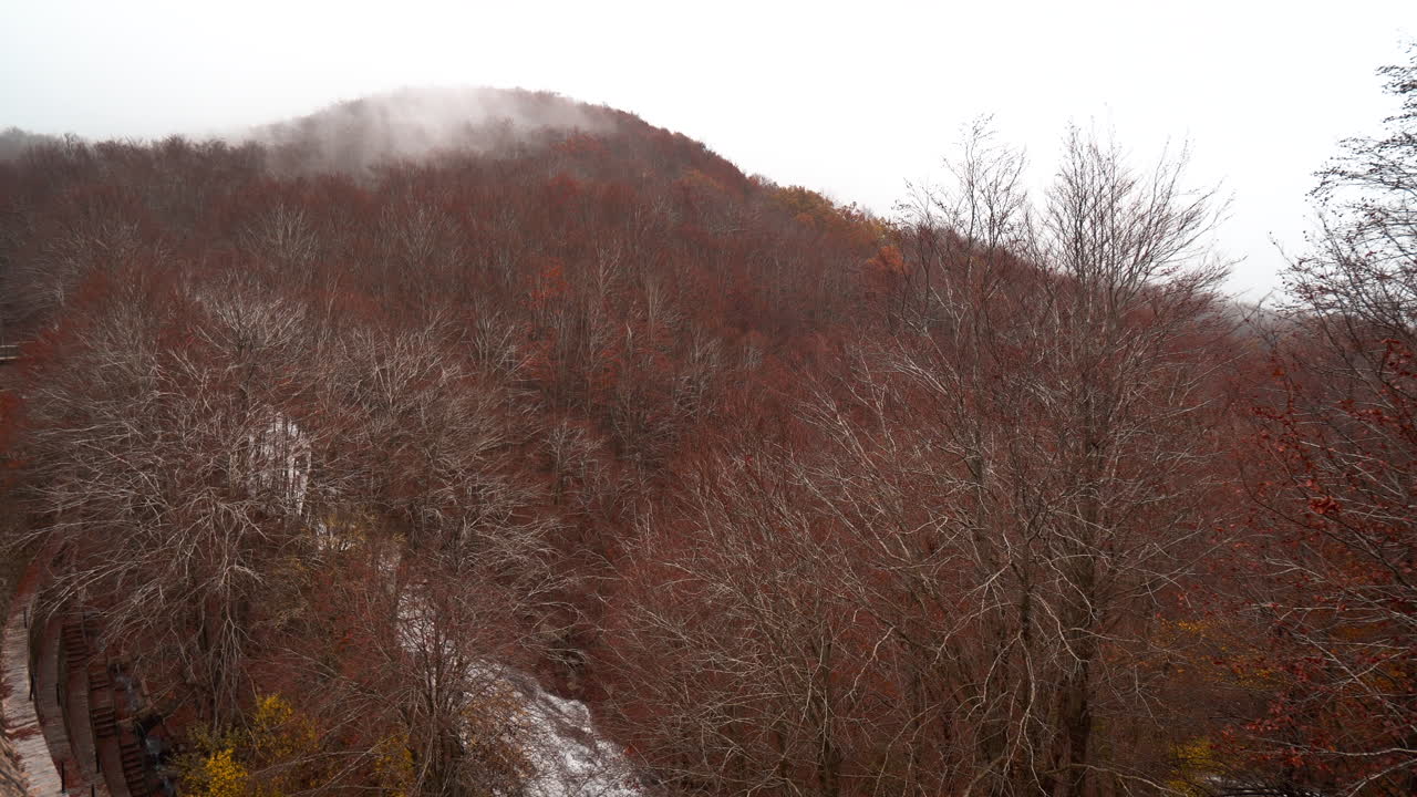 hermoso bosque de hayas de otoño durante la caída en las montañas catalanas