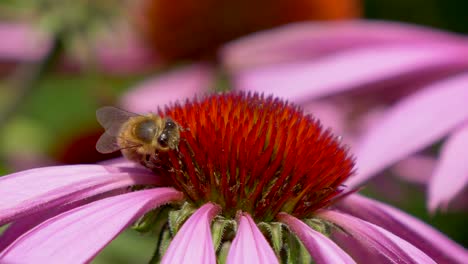 Macro-Detalle-De-Una-Pequeña-Abeja-Salvaje-Chupando-Néctar-De-Flor-Dulce-En-La-Naturaleza---Jardinería-Idílica-En-Verano