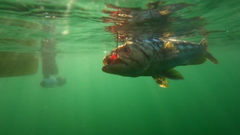 Kaliko-Wolfsbarsch,-Gefangen-Auf-Jig-Köder-Schwimmern,-Besiegt-An-Der-Oberfläche,-Gefangen-Im-Meer