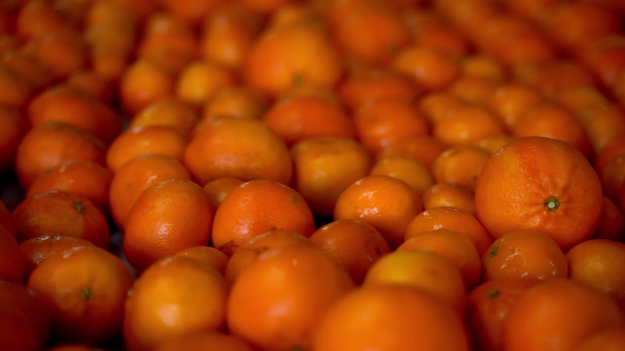 바쁜 공장 안에서 매혹적인 변신을 시작하는 나르지들의 여정을 목격하세요.