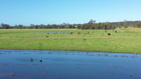 Gran-Toma-Aérea-De-Ganado-Pastando-Cerca-De-Los-Lagos-En-Moruya,-Nueva-Gales-Del-Sur,-Australia