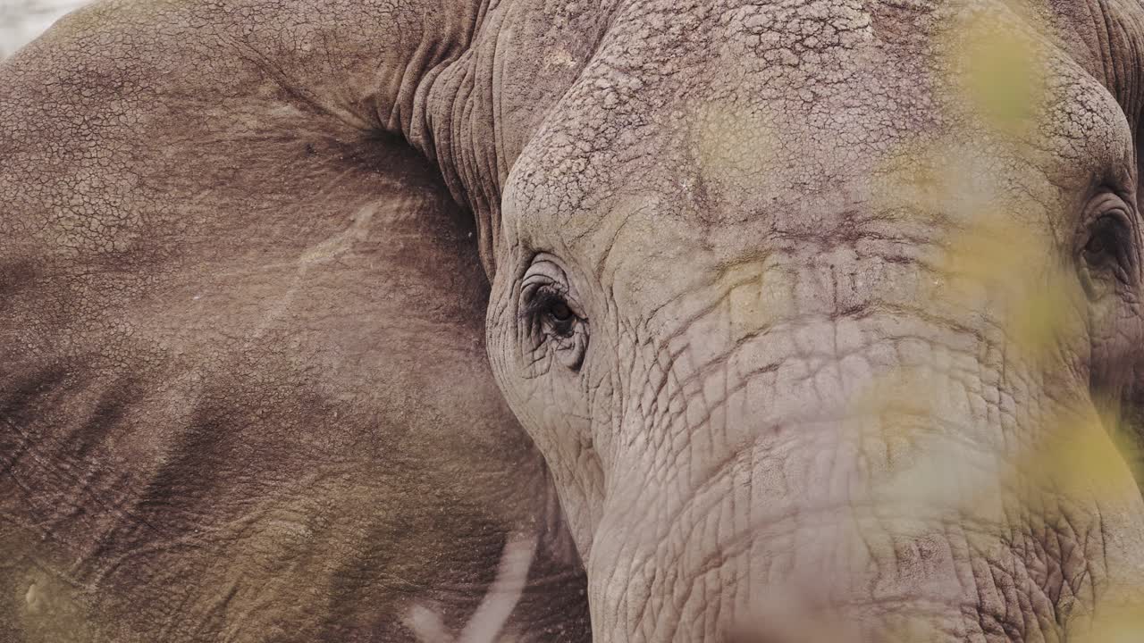 아프리카의 코끼리 눈은 탄자니아의 세렌게티 국립공원에서 가까이에서 찍은 초상화입니다. 아프리카의 야생 동물 사파리 동물 게임 드라이브에서 코끼리의 눈과 얼굴에 대한 극심한 가까운 세부 사항입니다.